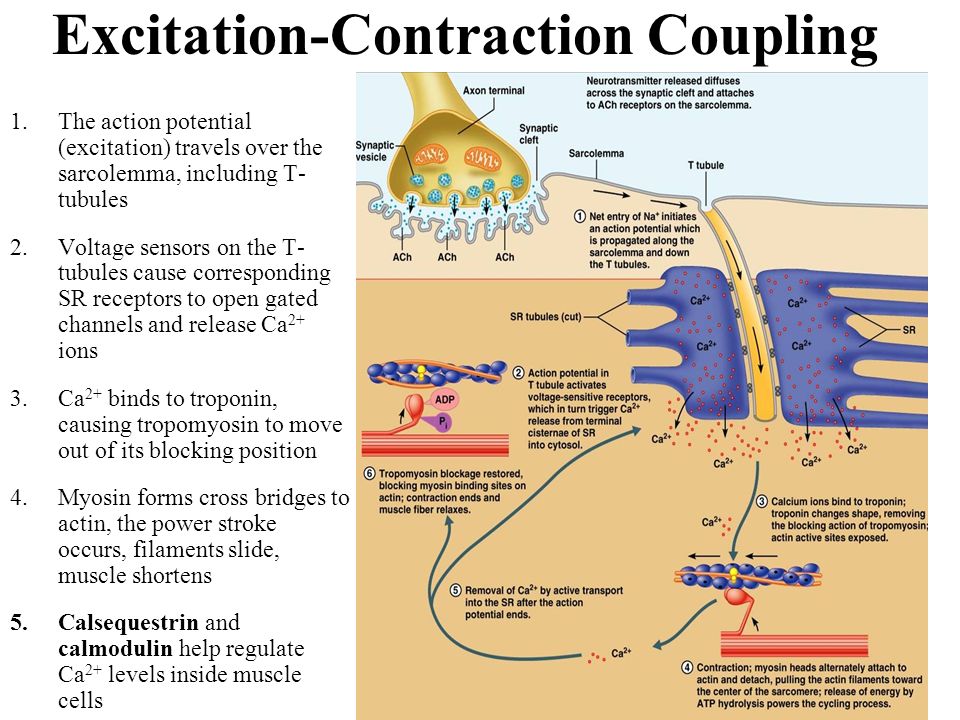 Cardiac excitation-contraction coupling
